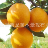 紐荷爾臍橙苗批發(fā) 宜昌臍橙 種植果樹苗 無病蟲害 產量極高