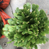 供應室內花卉多肉植物盆栽 青青花卉種植基地批發多品種蟹爪蘭