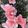 杜鵑花之鄉永福花生產種植基地比利時 西洋 杜鵑花
