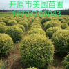 苗圃直銷：精品彩葉樹球《金葉榆球》規格齊全 價格優惠 大量批發