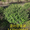 基地直銷：精品樹球《藍葉忍冬球》樹形優美 批發藍葉忍冬綠籬苗