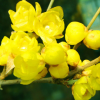 基地直銷觀賞花卉臘梅花工程苗叢生嫁接臘梅花苗素心臘梅臘梅小苗