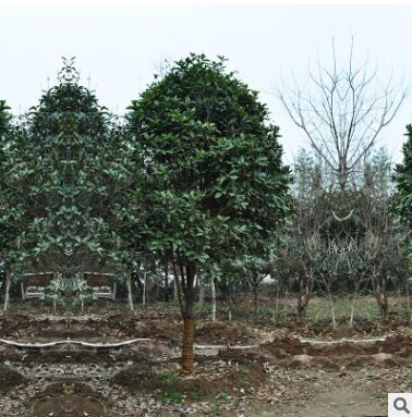 苗圃低價批發(fā)桂花樹 工程綠化苗木 庭院觀花植物 桂花苗