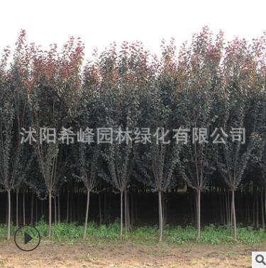 紫葉李批發(fā)紅葉李樹苗紫葉李園林綠化苗木 行道植物 規(guī)格齊全