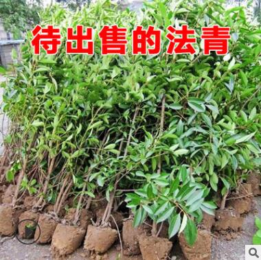 法國冬青樹苗批發(fā)法青珊瑚樹庭院籬笆圍欄工程苗木大葉黃楊苗