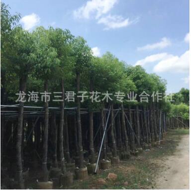 農戶種植香樟 小葉香樟 多頭香樟 香樟產地