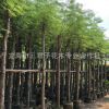 基地生產紅花楹樹 洋楹 福建鳳凰木 鳳凰木行道樹
