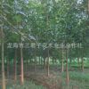 基地大量供應菩提樹 菩提樹苗 菩提榕樹苗