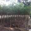 基地種植全冠紅皮榕 紅皮榕綠化苗 精品紅皮榕
