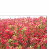 紅王子錦帶、四季錦帶、紅瑞木、丁香