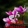 紫玉蘭基地直銷 紫玉蘭大小規格齊全 觀花喬木 綠化工程用苗