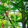 基地直銷供應各種樹苗 優質楓楊樹苗 速生行道樹 規格齊全楓楊