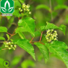 苗圃大量直供優質茶條槭 叢生茶條槭 綠化苗木東北耐寒 規格齊
