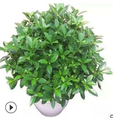室內(nèi)客廳大型綠植 非洲茉莉盆栽花卉植物 四季常青凈化空氣吸甲醛