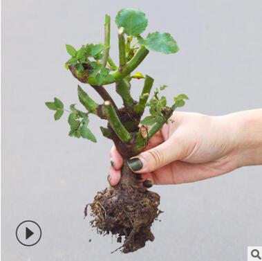 月季 玫瑰花苗盆栽 綠植花卉 觀花植物 室內(nèi)陽臺(tái) 四季開花 玫瑰花