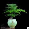 文竹盆栽桌面綠植花卉盆景 水培 凈化空氣 四季常青 防輻射吸甲醛
