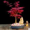日本紅楓盆載 四季紅楓樹苗 紅舞姬盆景微型樹樁觀葉盆栽植物室內(nèi)