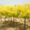 專業(yè)種植金葉槐 綠化風(fēng)景苗木金葉槐 抗風(fēng)性強(qiáng) 金葉槐樹苗價(jià)格優(yōu)