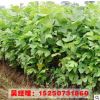 供應(yīng)綠化工程苗木 馬褂木小苗 鵝掌楸 25公分 規(guī)格齊全 行道樹苗
