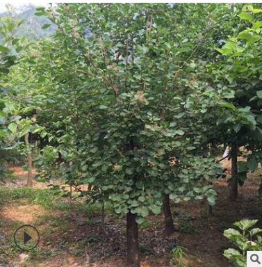 黃櫨樹苗批發工程綠化苗木美國黃櫨 庭院園林綠化苗木