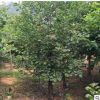 黃櫨樹苗批發(fā)工程綠化苗木美國黃櫨 庭院園林綠化苗木