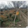 基地低價(jià)直銷綠梅 紅梅 綠梅 紅綠梅小苗 低價(jià)批發(fā)