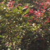 紅花繼木