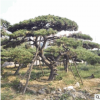 造型黑松 四季常綠 園林綠化 工程常用迎客松 指導栽植管理景松