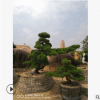 【批發直銷】精品庭院樹造型黑松 黑松盆景 日本黑松 臺灣黑松