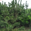 出售2.5米3米以上黑松 松柏類植物 園林綠化 樹形優(yōu)美 現(xiàn)場看樹