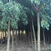 志勇花木基地供應(yīng)2-10CM絲綿木綠化工程苗木 基地直銷 規(guī)格齊全 易成活