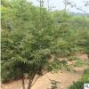 紅楓樹苗出售 庭院綠化觀葉植物日本紅楓樹苗量大從優(yōu)