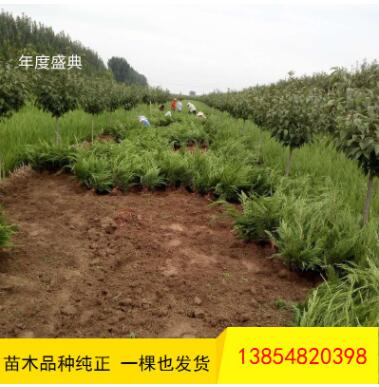 批發龍柏 工程道路綠化用 常青地栽龍柏樹 低價出售