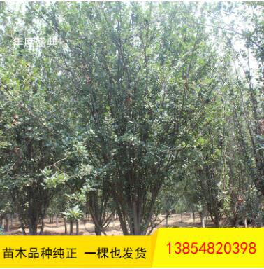 直銷海棠樹 現場看苗起苗海棠樹品種多樣規格全量大優惠