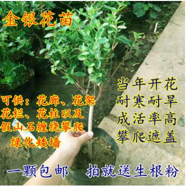 金銀花苗盆栽攀援爬藤植物陽臺庭院耐寒花卉盆景樹苗四季常青苗木