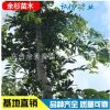 批發(fā)林木景觀樹(shù) 樸樹(shù) 綠化苗 基地直銷(xiāo) 叢生樸樹(shù)