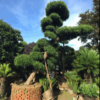 日本羅漢松