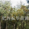 廣玉蘭