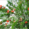 花石榴