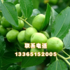 果樹苗 臺灣大青棗國內現在好品種 棗樹苗 3年嫁接苗當年結果