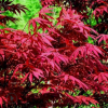日本紅楓批發 紅舞姬 紅舞妓 三季紅 紅楓 風景樹 綠化工程