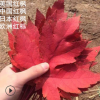 批發美國紅楓 日本紅楓 紅櫟 紅橡 紅冠紅楓 加拿大紅楓 耐寒耐凍