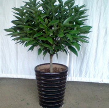 室內(nèi)大型植物 平安樹 幸福樹盆栽 平安樹 觀葉植物 室內(nèi)綠色