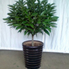 室內(nèi)大型植物 平安樹 幸福樹盆栽 平安樹 觀葉植物 室內(nèi)綠色