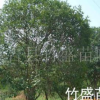 大量供應(yīng)綠化苗木 桂花 多種規(guī)格 浙江安吉(圖)