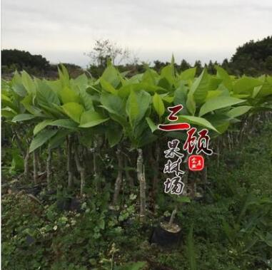 白蘭花苗/黃桷蘭樹苗/黃果蘭苗/玉蘭樹苗嫁接綠化苗基地批發(fā)