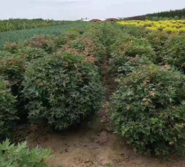 金葉榆球三角五角楓球紅葉李球衛矛球丁香球造型球類綠化用樹用苗