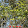 批發園林工程苗木樸樹小苗 優質叢生樸樹出售 風景行道樹規格齊