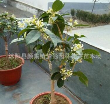 桂花樹苗批發庭院盆栽裝飾桂花樹貨源足 桂花樹 大型工程苗