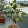 桂花樹苗批發庭院盆栽裝飾桂花樹貨源足 桂花樹 大型工程苗